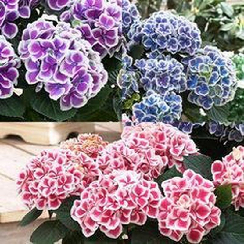 Hortensias Bicolor