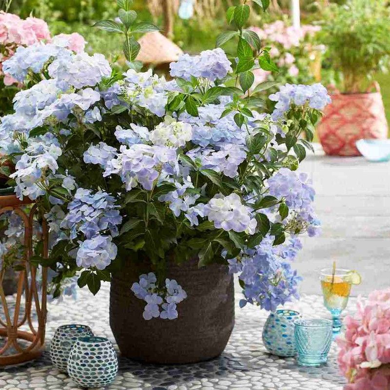 Hortensias French Bolero