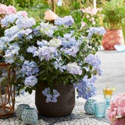 Hortensias French Bolero