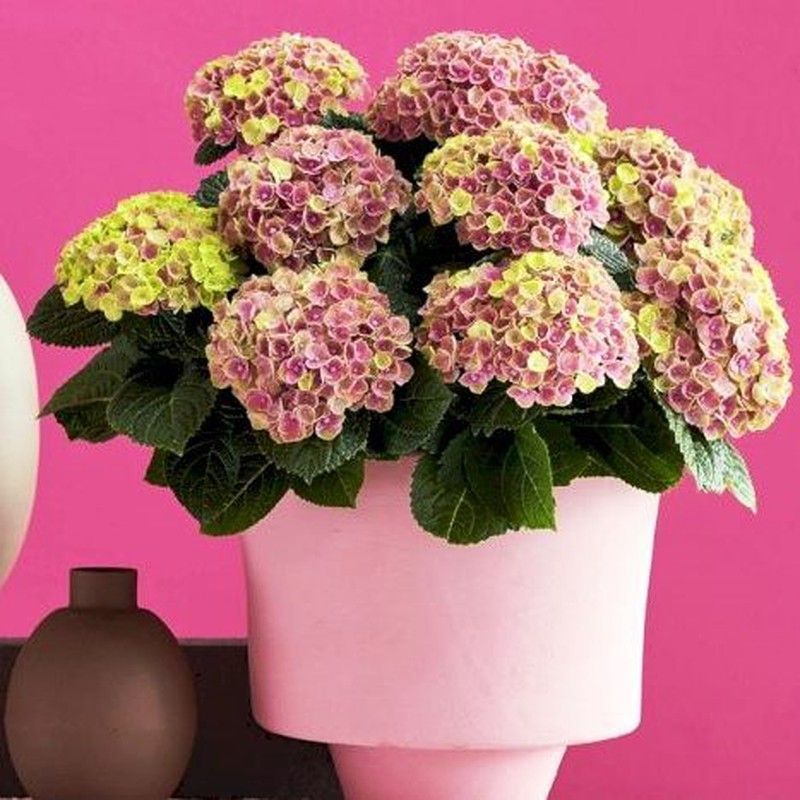 Hortensias Magical