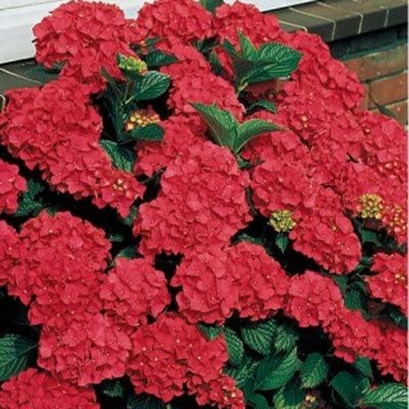 Hortensias Rojas
