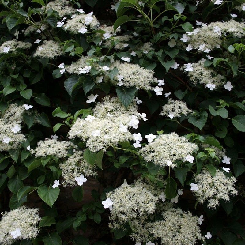 Hortensias Trepadoras