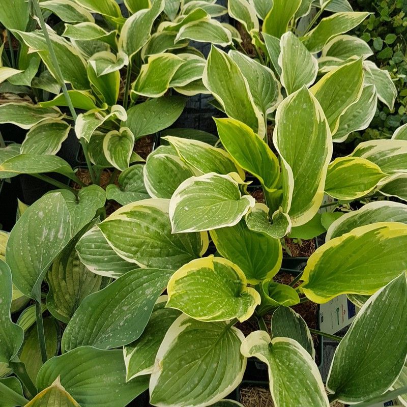 Hosta Variegata