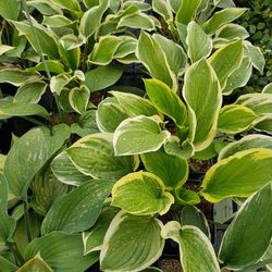 Hosta Variegata