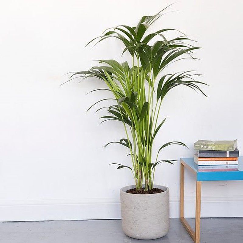 Howea Forsteriana Kentias