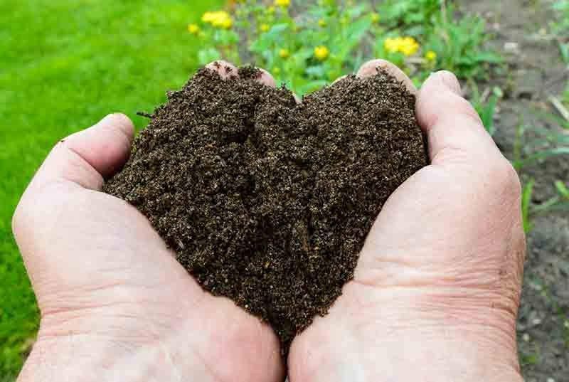 Humus de lombriz Ecocelta en sustrato ecológico.