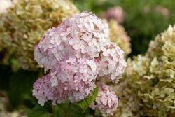 Hydrangea arborescens "Candybelle® bubblegum​"