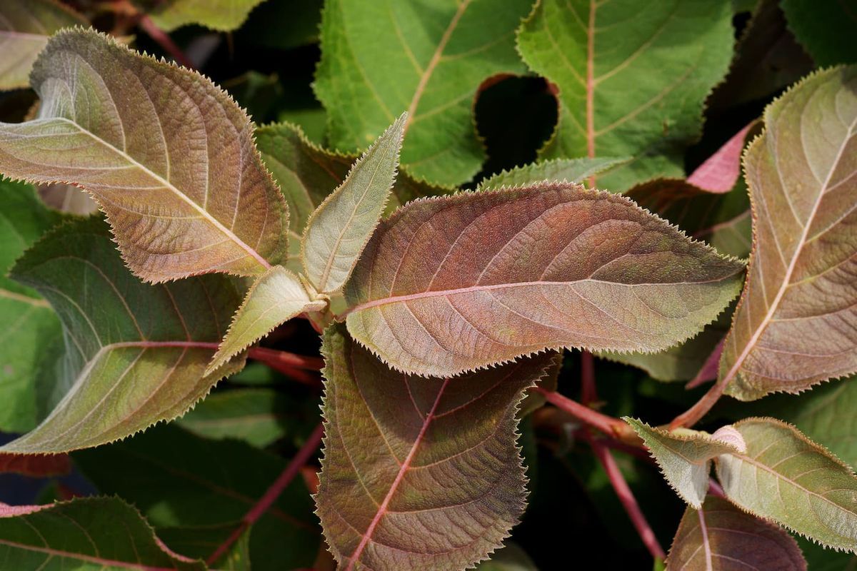 Hydrangea aspera "Hot chocolate" - hortensia