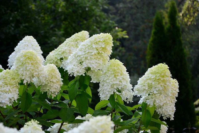 Hydrangea paniculata Limelight