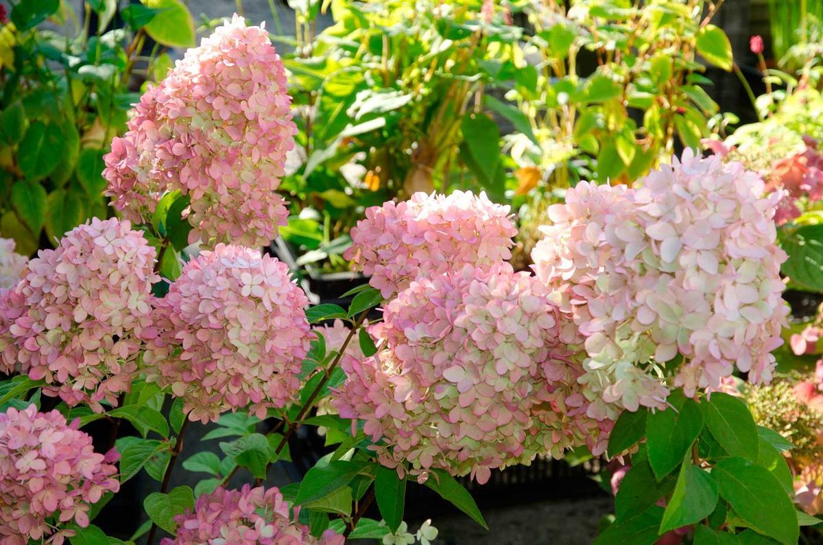 Hydrangea paniculata "Magical candle"