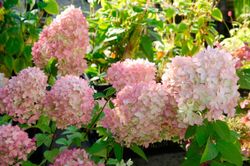 Hydrangea paniculata "Magical candle"