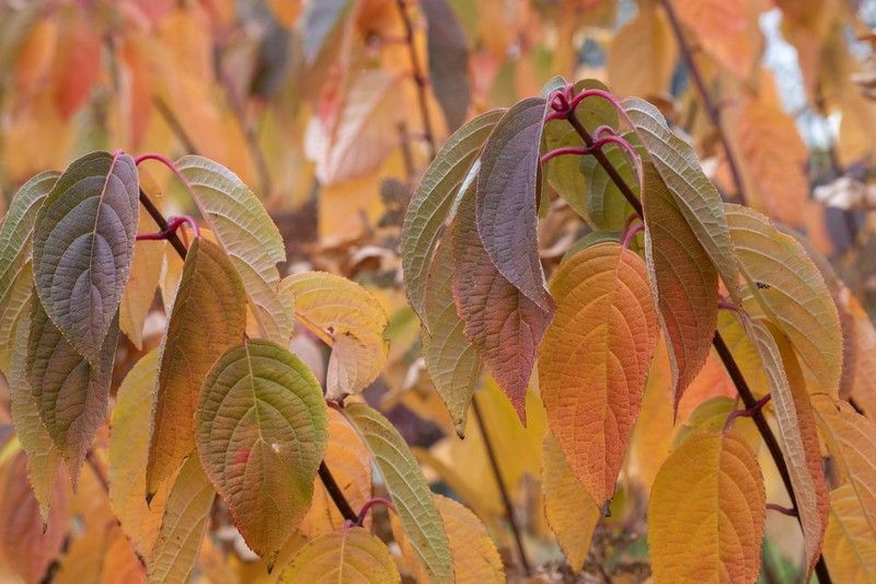Hydrangea paniculata Wim´s red