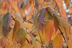 Hydrangea paniculata Wim´s red