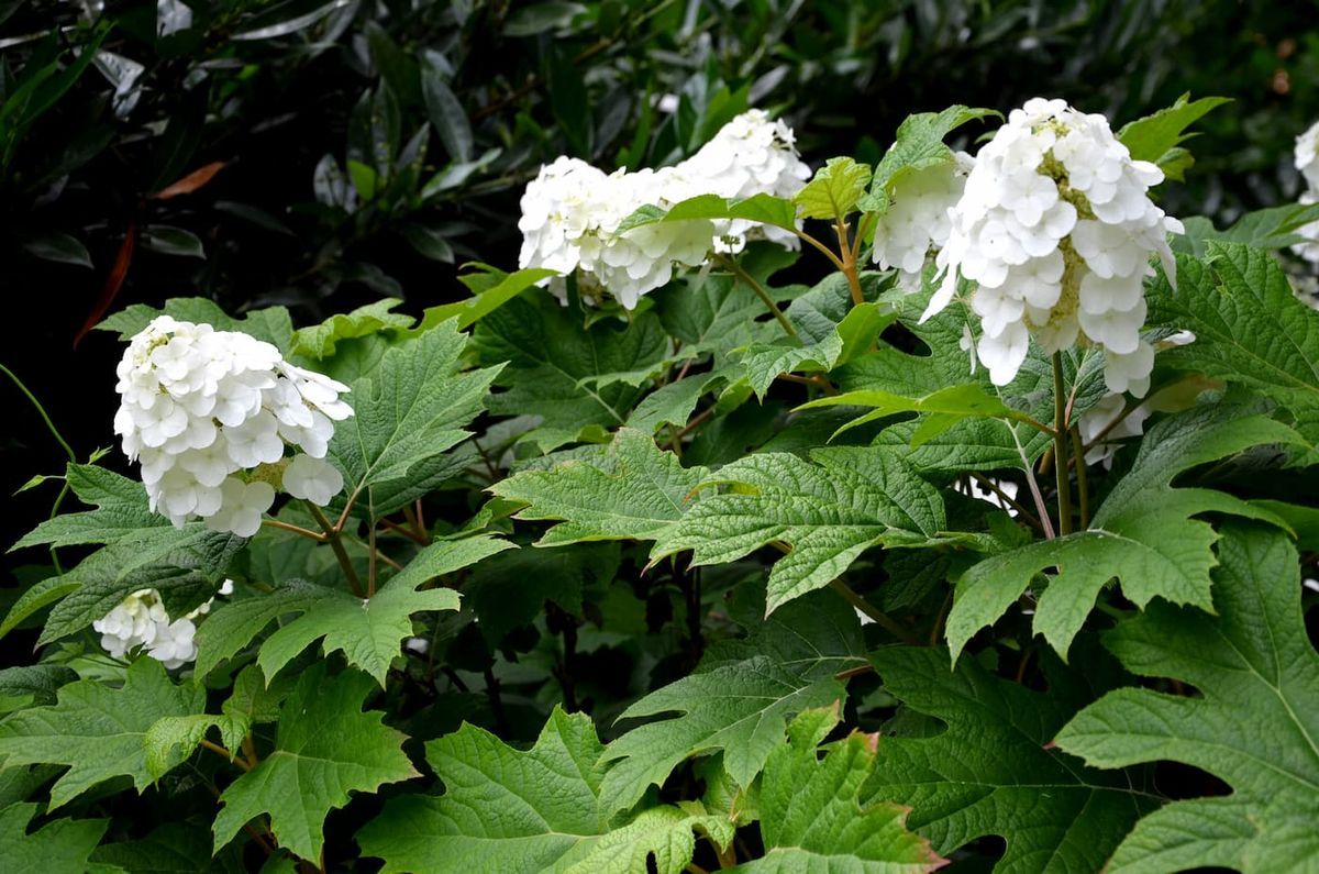 Hydrangea quercifolia "Snow Queen"