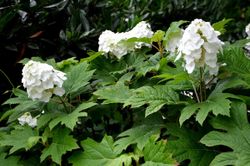 Hydrangea quercifolia "Snow Queen"