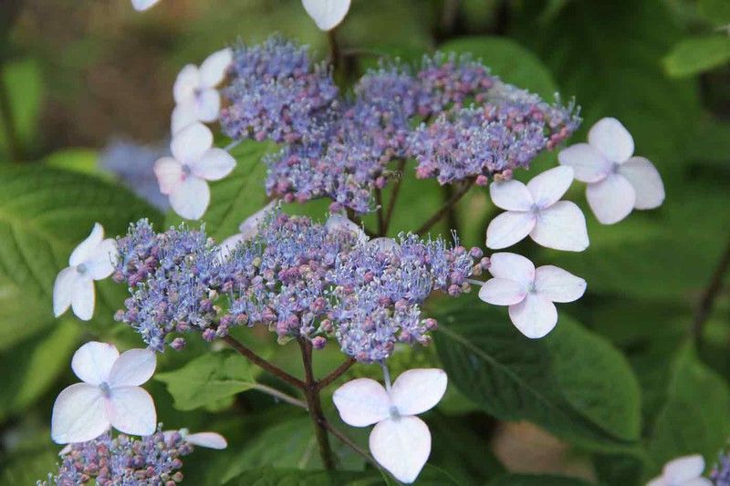 Hydrangea serrata 'Bluebird', hortensia