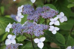 Hydrangea serrata 'Bluebird', hortensia