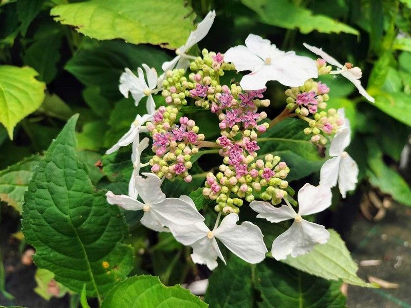 Hydrangea serrata "Grayswood", hortensia