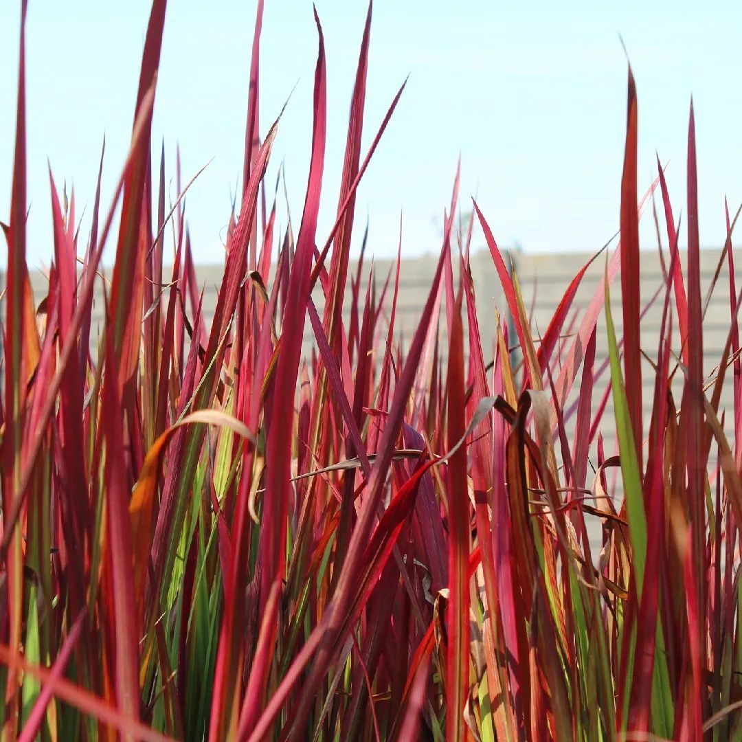 Imperata Cylindrica Red Baron