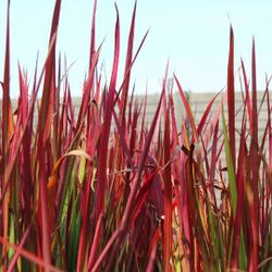 Imperata Cylindrica Red Baron