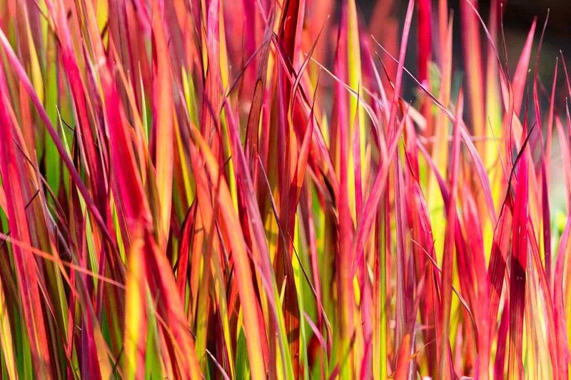 Imperata cylindrica Red baron