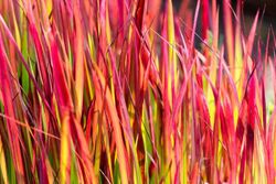 Imperata cylindrica Red baron
