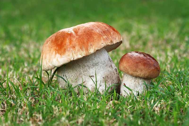 Inóculo de micorrizas de Boletus edulis