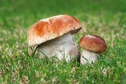 Inóculo de micorrizas de Boletus edulis