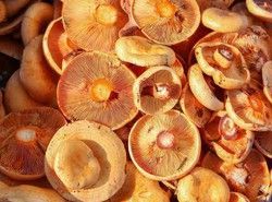 Inóculo de micorrizas de Lactarius deliciosus, níscalos