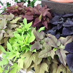 Ipomoea hybrida Caja 10 uds.