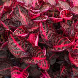 Iresine Herbstii Caja 10 uds.