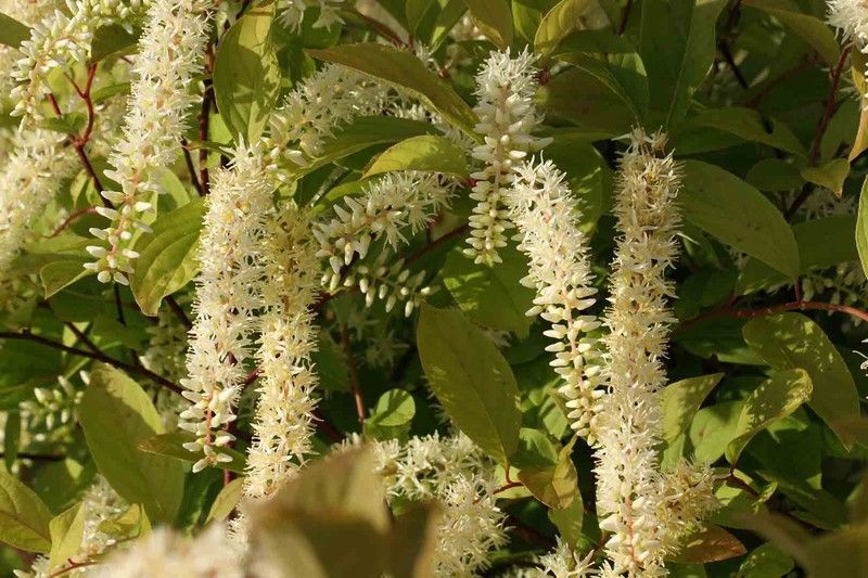 Itea virginica "Henrys garnet" en maceta