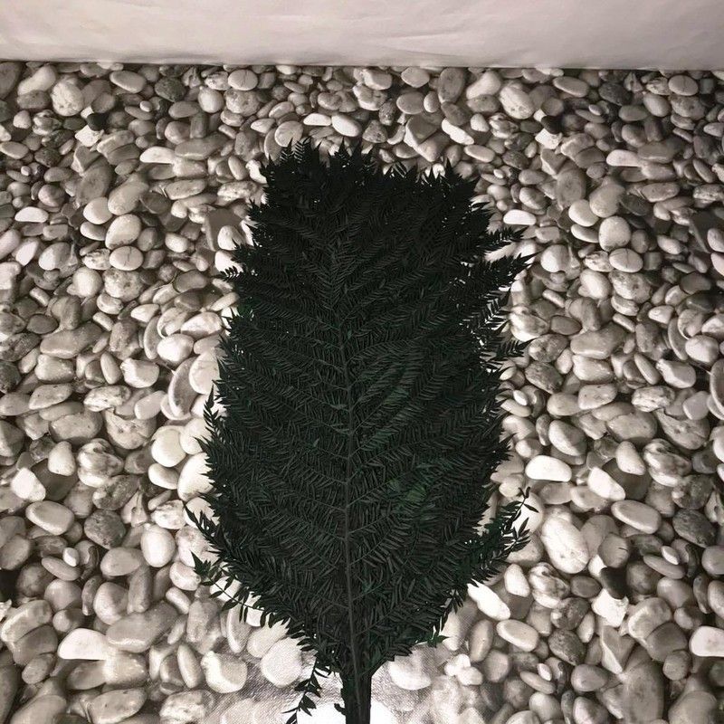 Jacaranda Preservada