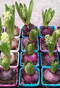 Jacintos Variados Pack 12 unidades