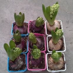 Jacintos Variados Pack 9 unidades