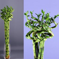 Jarrón cristal con Bamboo decorativo