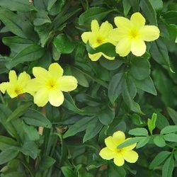 Jasminum Mesnyi