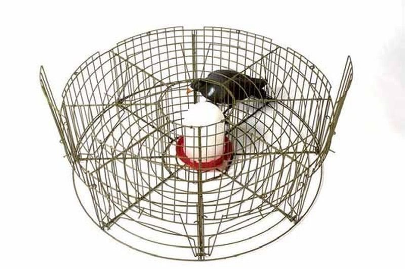 Jaula de captura para palomas