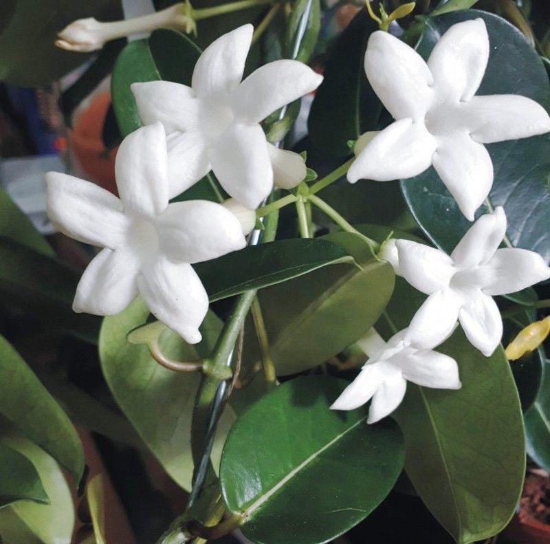 Jazmín de Madagascar Stephanotis