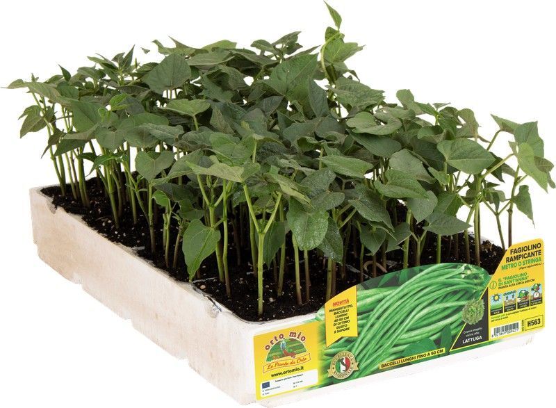 Judía Mata Trepadora 12 Plantas en Pack