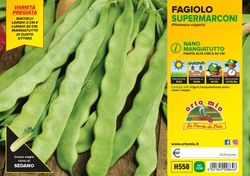 Judía Supermarconi Minosse 12 Plantas en Pack