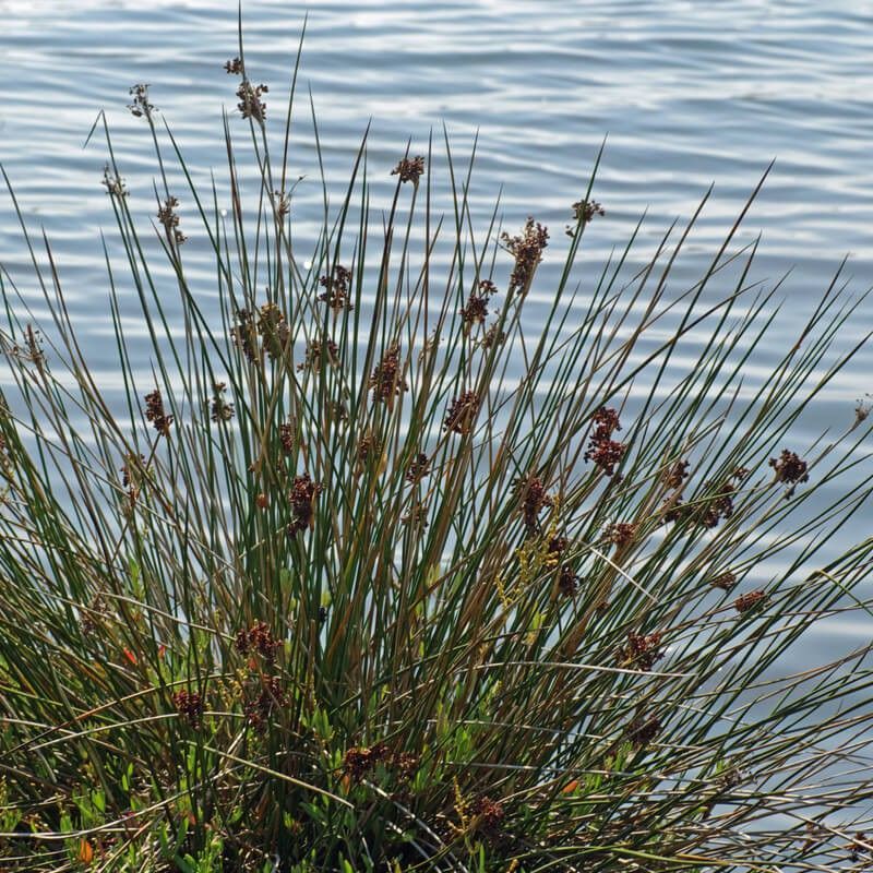 Juncus Acutus