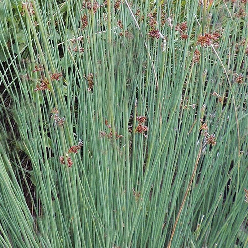 Juncus Glaucus