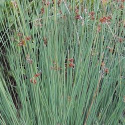 Juncus Glaucus