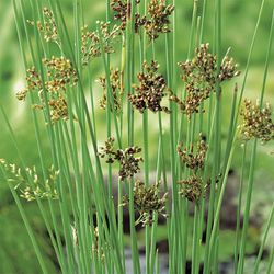 Juncus Inflexus