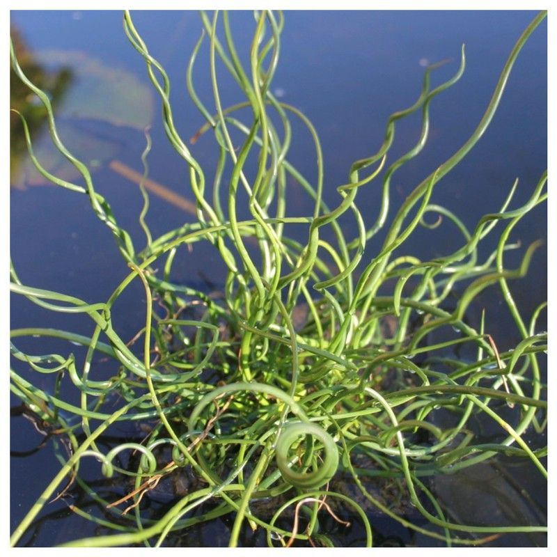 Juncus Spiralis
