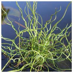 Juncus Spiralis