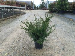 Junipero Juniperus Mint Julep