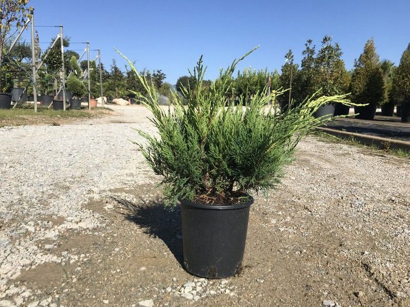 Junipero Old Gold     Juniperus pfitzeriana Old Gold