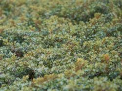 Juniperus communis 'Green carpet', enebro rastrero verde